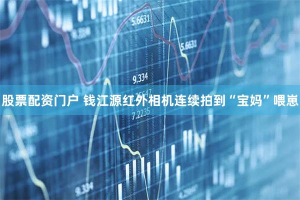 股票配资门户 钱江源红外相机连续拍到“宝妈”喂崽